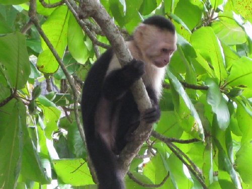 White face monkey in Costa Rica White face monkey located in Manuel Antonio beach
